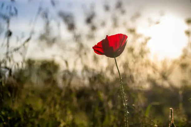 The poppy plant is also known as rosehip, anguli, gelingul, gelinotu, papaver rhoeas and papaveraceae besides being known as poppy flower. It is one of the rare plants which is the story of the poppy, a member of the family of the bridesmaids. Generally grown between May and August, this plant usually opens red flowers and reaches a height of 30 cm.

The poppy plant, which is upright and hairy, is mostly grown on wheat fields or in uncultivated areas. Poppy flowers are the most delicate flowers in the nature and are associated with people with many characteristics. Poppy flowers mean sadness and are known as the flowers of unreachable lovers.