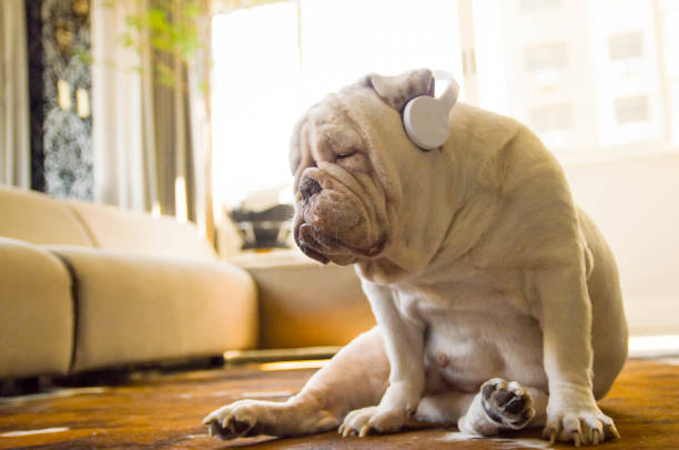 cute english bulldog listening to music - white dog audio imagens e fotografias de stock