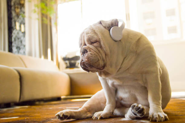 симпатичный английский бульдог слушает музыку - male animal audio стоковые фото и изображения