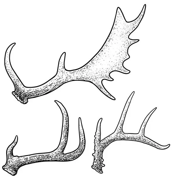 Vector illustration of Antlers illustration, drawing, engraving, ink, line art, vector