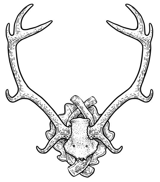 illustrations, cliparts, dessins animés et icônes de illustration de trophée de cerf, dessin, gravure, encre, dessin au trait, vecteur - deer skull
