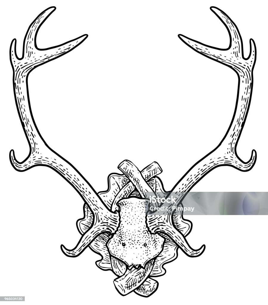 Deer trophy illustration, drawing, engraving, ink, line art, vector Illustration, what made by ink and pencil on paper, then it was digitalized. Deer stock vector