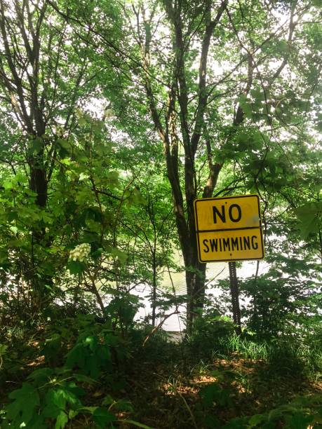 istock Green nature near the lake 965044764