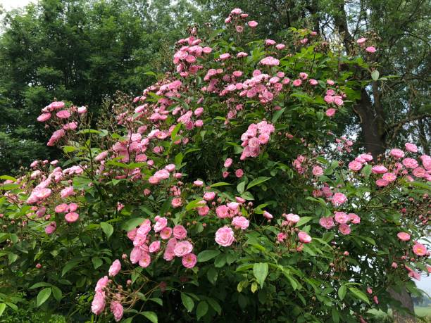 istock Blooming rosa heavenly pink 965048422