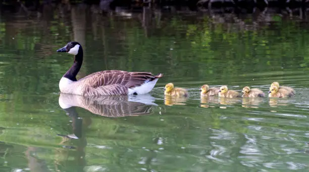 Barnacle goose swimming with many babies