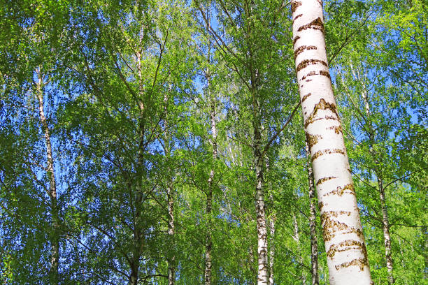 istock Birch forest with green foliage in the spring 965053930
