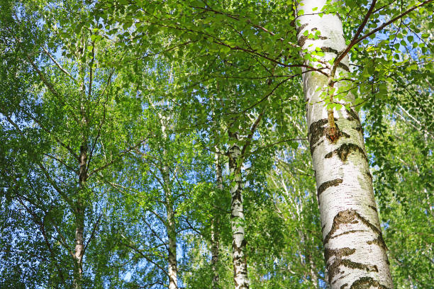 istock Birch forest with green foliage in the spring 965054014