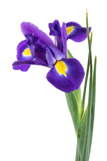istock Beautiful dark purple iris flower 965054402