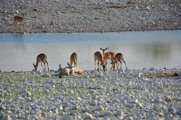 istock Wildlife of Namibia and Landscapes 965059456