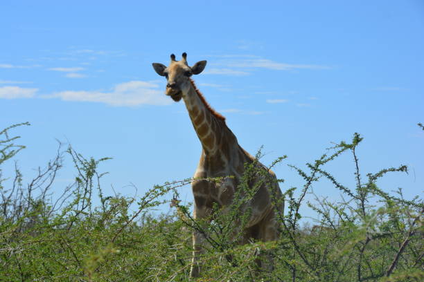istock Wildlife of Namibia and Landscapes 965060156
