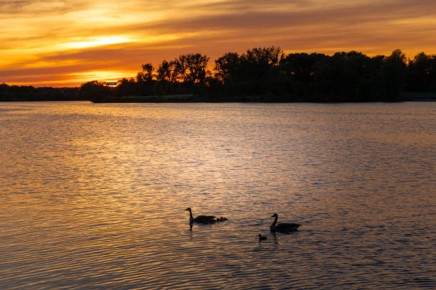istock Gooses at river and beautiful sunset 965062486