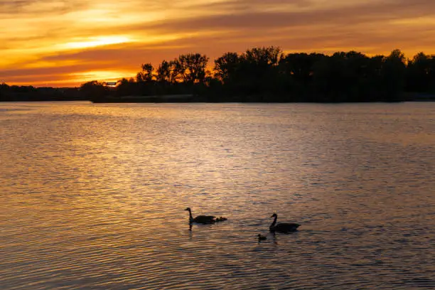 A family of gooses crossing the river and beautiful sunset