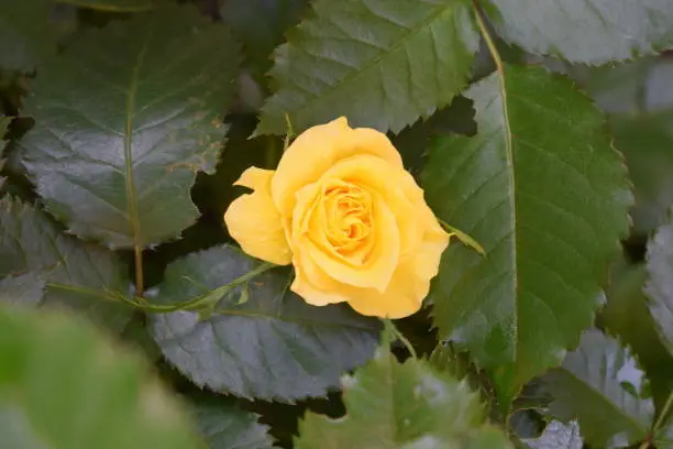 yellow rose