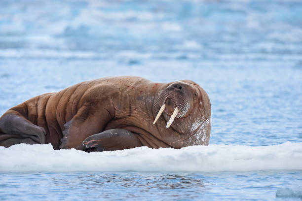 norway landscape nature walrus on an ice floe  of Spitsbergen Longyearbyen  Svalbard   arctic winter  polar sunshine day norway landscape nature walrus on an ice floe  of Spitsbergen Longyearbyen  Svalbard   arctic winter  polar sunshine day  sky walrus photos stock pictures, royalty-free photos & images