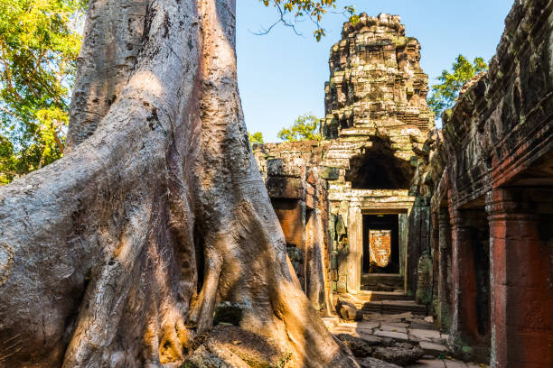 istock Huge tree and antient Banteay Kdei Temple in Angkor Wat complex, Cambodia 965073104