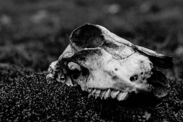istock Animal skull on the ground. Loneliness 965073538