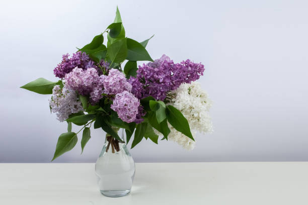 istock Lilac flowers in vase against white background 965076578
