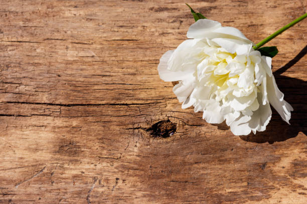 istock White peony flower on rustic wooden background. Copy space 965076784