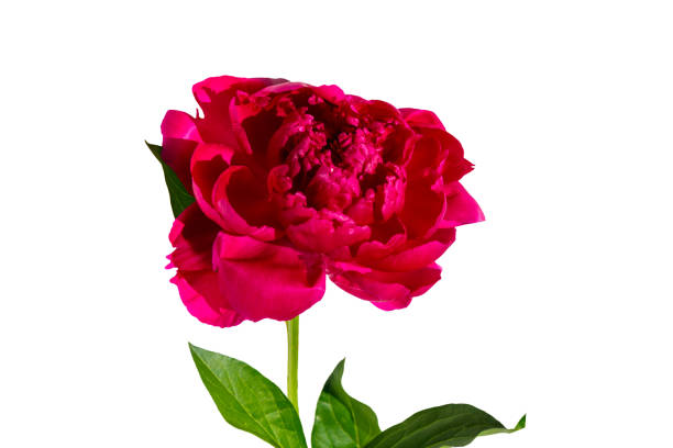 istock Pink peony flower isolated on white background 965076812