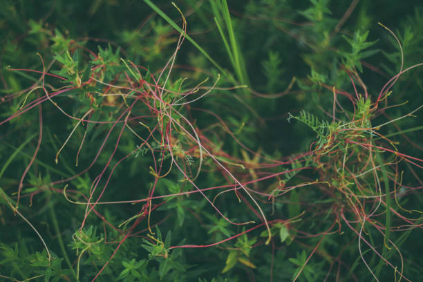 Soft focus, close-up, retro style, film effect,blurred motion, bokeh