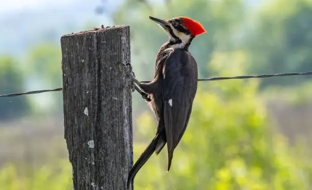 Full view of pileated woodpecker on a fence post, bokeh background