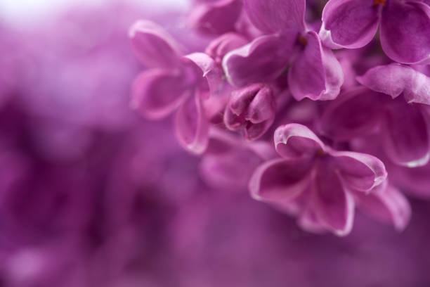 istock Macro image of spring lilac violet flowers, abstract soft floral background 965081044