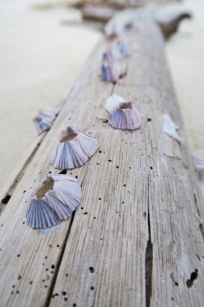 Seashells on wood / beach Seashells on wood / beach Mentawai Islands stock pictures, royalty-free photos & images