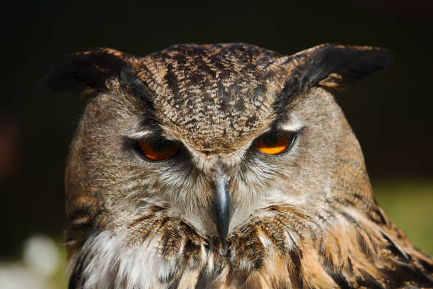 istock Portrait of the European eagle-owl 965085572