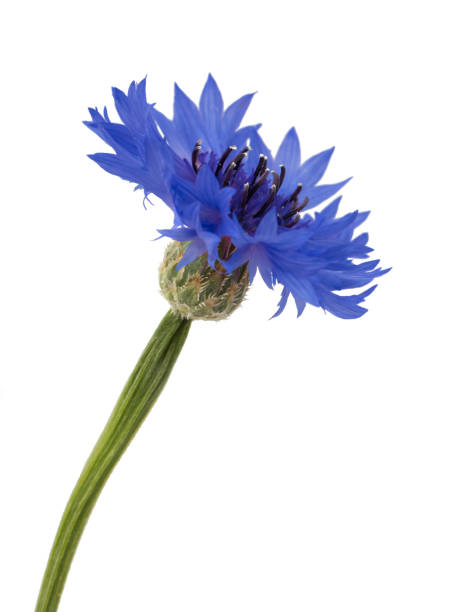 istock Beautiful blue cornflower isolated on white background 965085758
