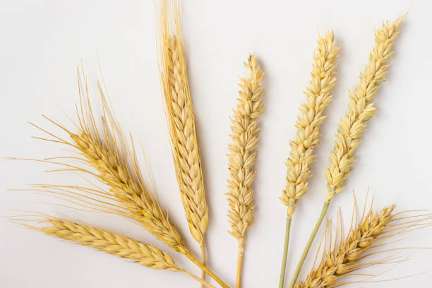 istock Springs of wheat on a white background. Close up. Top view 965085954