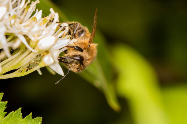 istock A bee full of pollen collecting nectar 965089140