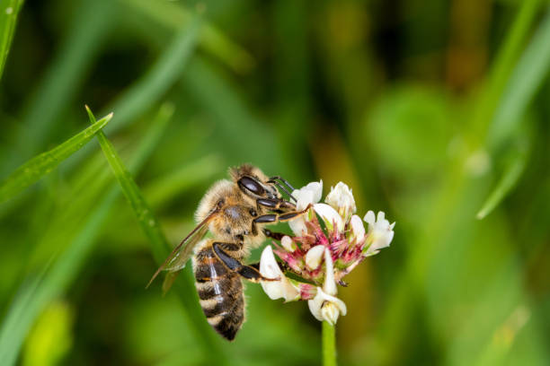istock A bee collecting nectar of a small flower 965090176