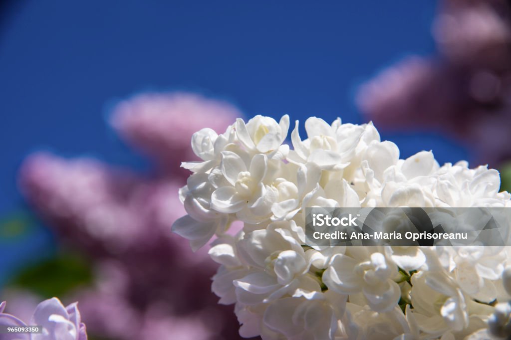 White lilac (Syringa vulgaris) Lilac, Flowers, Nature Beauty Stock Photo