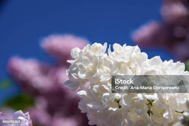White Lilac Stock Photo - Download Image Now - Beauty, Beauty In Nature, Blossom