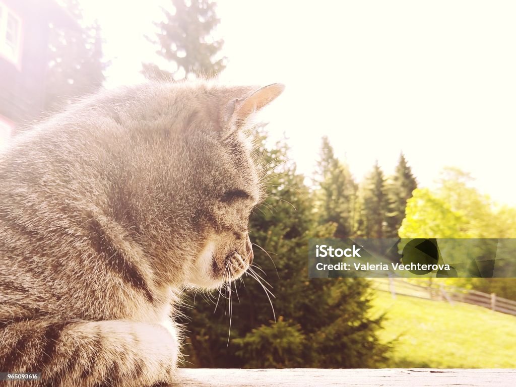 Cat on the hill. Cat on the hill. Slovakia Animal Stock Photo