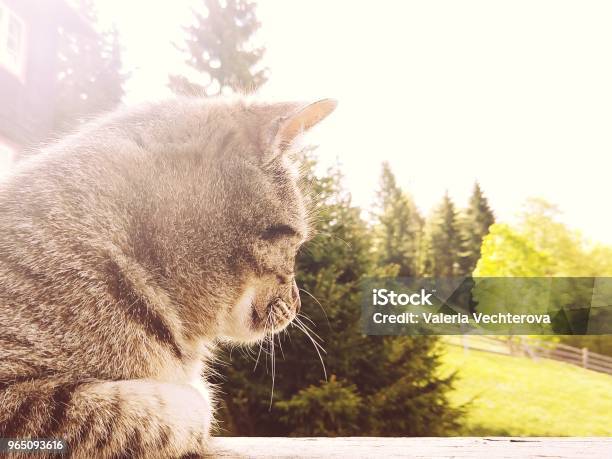 Cat On The Hill Stock Photo - Download Image Now - Animal, Animal Body Part, Animal Eye