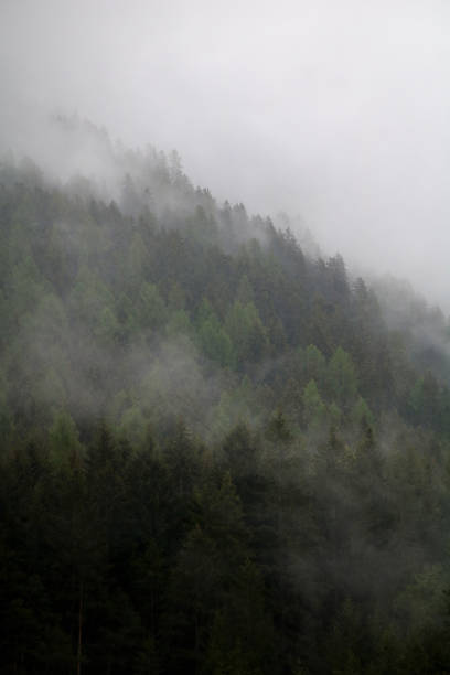 istock foggy clouds rising from dark alpine mountain forest 965099548