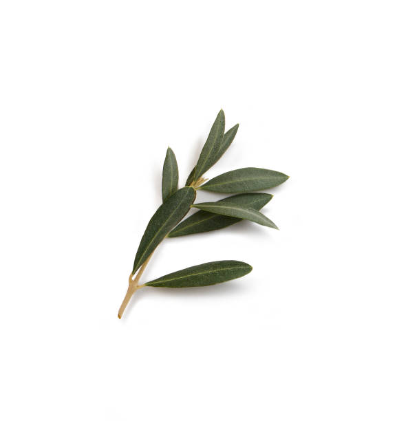olive branch small olive branch with leaves isolated on white background olive tree cut out stock pictures, royalty-free photos & images