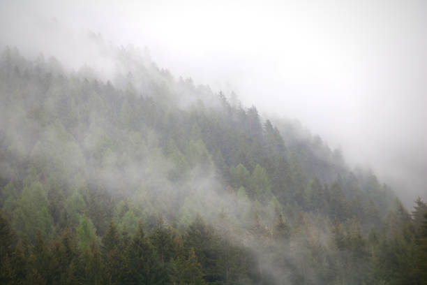 istock foggy clouds rising from dark alpine mountain forest 965101154