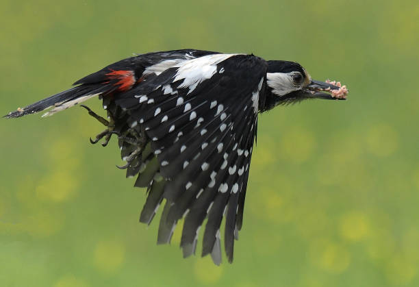 istock Great Spotted Woodpecker in flight 965101216