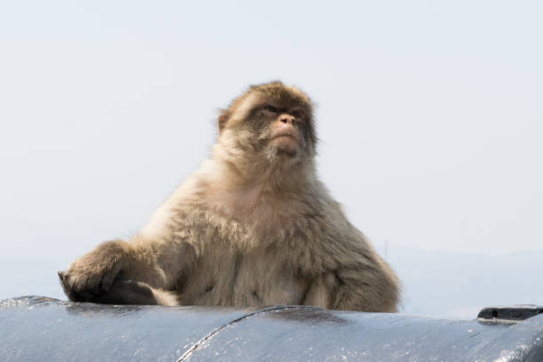 Monkey of Gibraltar stock photo