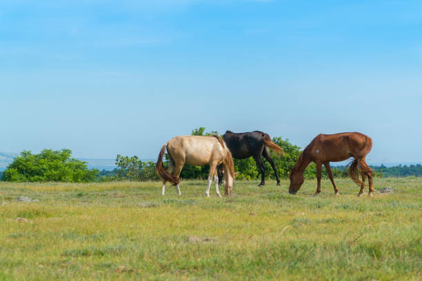 istock Wild Horses at Bukit Purukambera, Sumba, Indonesia 965104264