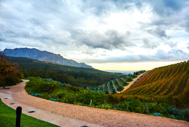 Vineyard mountains in Stellenbosch valley South-Africa stock photo