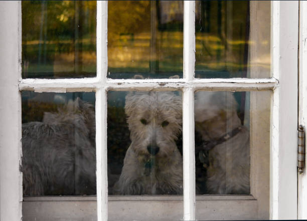 Three Westie Dogs staring out door window With Chipped Paint
