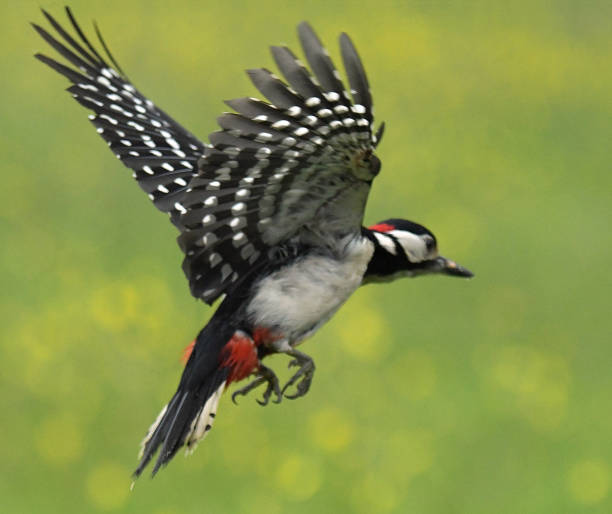 istock Great Spotted Woodpecker in flight 965114084