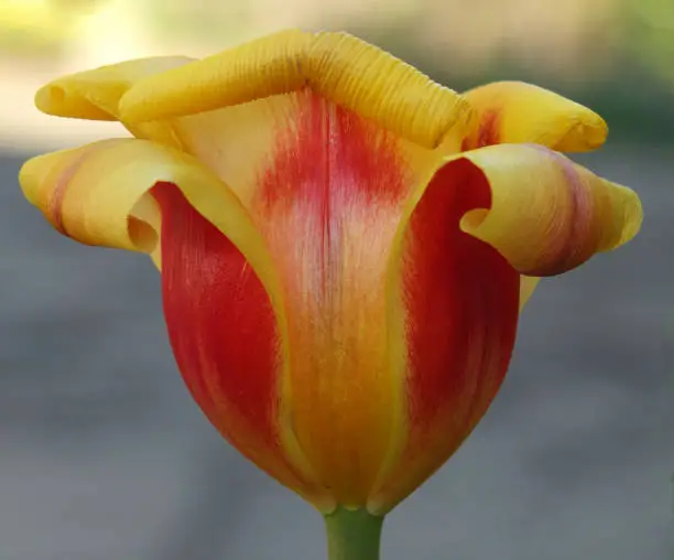 close up of a flower of a red and yellow parrot tulip with petals characteristically curling back