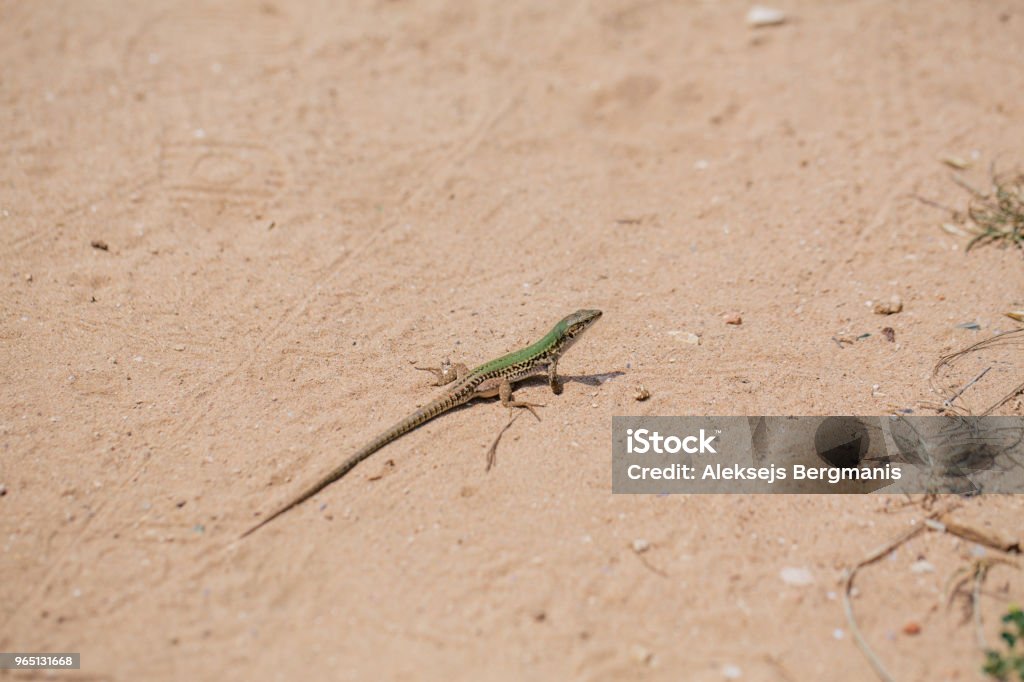 Green Lizard in the sand in the Fasano apulia Italy Lizard in the sand lizard, reptile, animal, sand, nature, brown tail vertebrate agilis lacerta Alertness Stock Photo