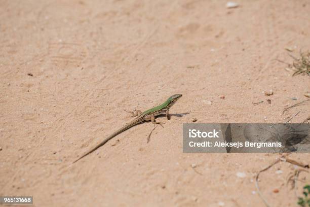 Green Lizard In The Sand In The Fasano Apulia Italy Stock Photo - Download Image Now