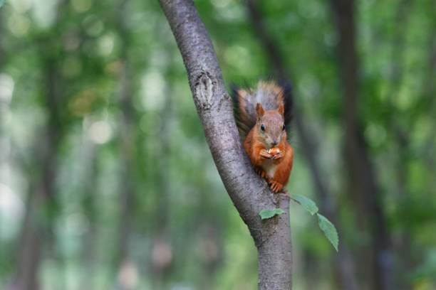 istock Red squirrel sits on a tree on a summer day and bites nuts in botanical garden 965132216