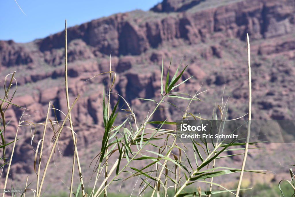 Scenes along Bush Highway Beauty along the Bush Highway in Mesa, AZ. Red Mountain the imposing Four Peaks are highlighted. Beauty Stock Photo